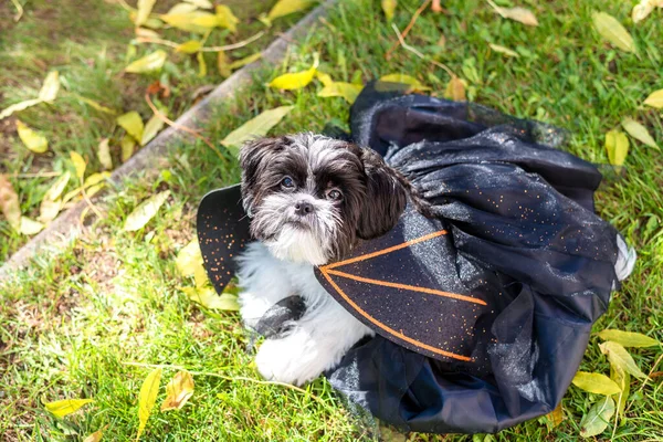 Σκύλος Είναι Ντυμένος Νυχτερίδα Κόμης Δράκουλας Ένα Κουτάβι Shih Tzu — Φωτογραφία Αρχείου