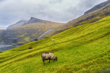 Dağ yamacında otlayan koyunlar. Faroe adaları. Danimarka. Avrupa. Doğa Manzaraları