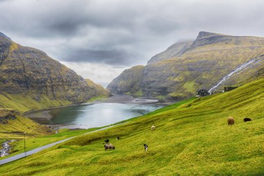 Koyunlar dağ yamacında otluyor, deniz koyunun yanında. Faroe adaları. Danimarka. Avrupa. Manzaralar. Doğa.