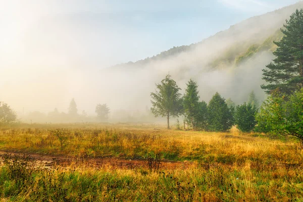 Beautiful mountain morning landscape. Sunrise, coniferous trees, and fog. Ukraine. The Carpathians. Travels. Rest in nature Nature Landscapes