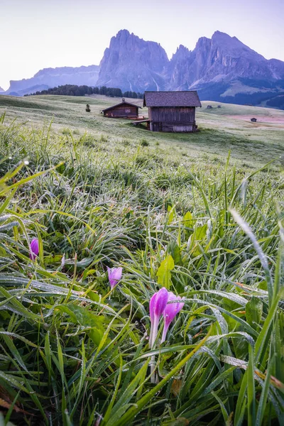 Paisagem Matinal Alpe Siusi Dolomites Montanhas Itália — Fotografia de Stock