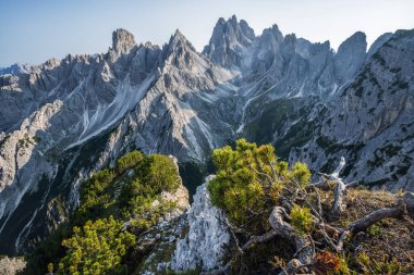 İtalyan Alpleri 'ndeki Cadini di Misurina Dağı' nın nefes kesici manzarası, Dolomitler. Önplanda dağ çamı ağacı.