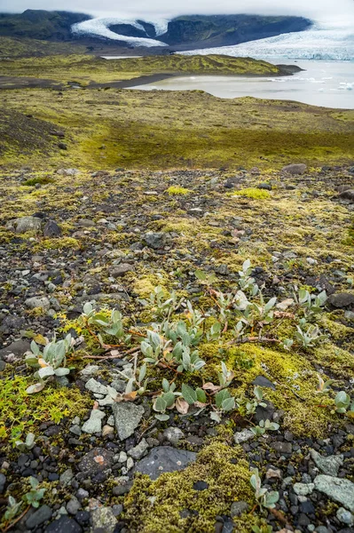 Landschappelijk Landschap Fjallsarlon Gletsjer Ijsland Ijslandse Moos Blad Voorgrond Nationaal — Stockfoto