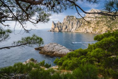 Kayalık bir sahilde çam ağacı. Cape Kapchik, Noviy Svet, Kırım.