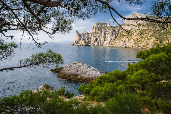 Kayalık bir sahilde çam ağacı. Cape Kapchik, Noviy Svet, Kırım.