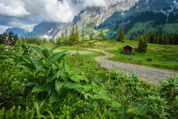 徒步旅行路上的绿叶 Wilder Kaiser山背景 奥地利蒂罗尔 — 图库照片