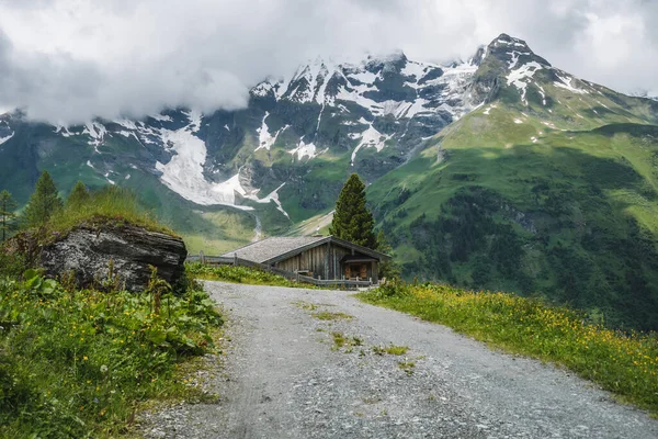 Alp Dağları Nın Yeşil Çayırları Yaz Günü Karla Kaplıdır Avusturya — Stok fotoğraf