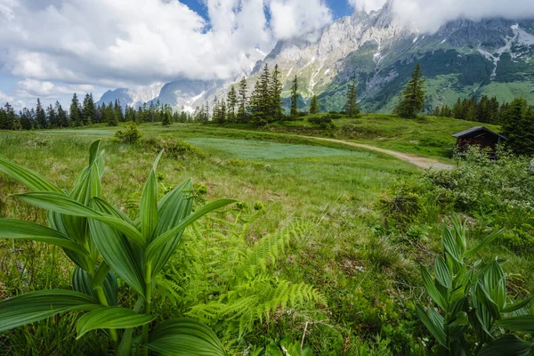 徒步旅行路上的绿叶 Wilder Kaiser山背景 奥地利蒂罗尔 — 图库照片