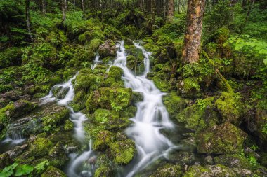 Ramsau Berchtesgaden, Bavyera, Almanya, Avrupa 'daki ormanlarda akarsu.