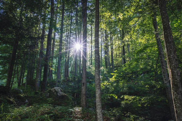 Belos Raios Sol Sombras Floresta Verão Torno Hallstatt Áustria — Fotografia de Stock