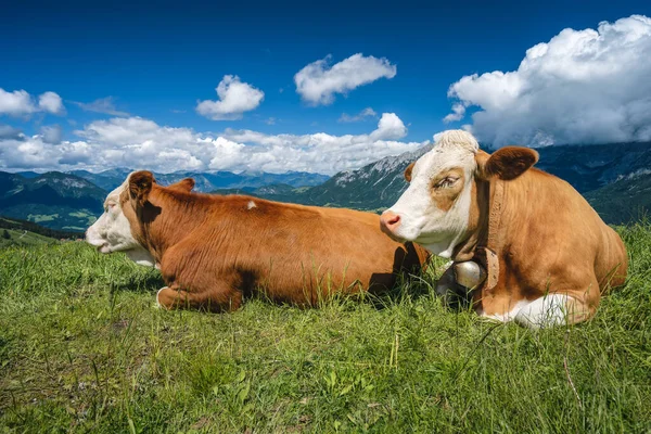 Campos Verdes Alpinos Vacas Prados Región Salzkammergut Austria Alpes Europa — Foto de Stock