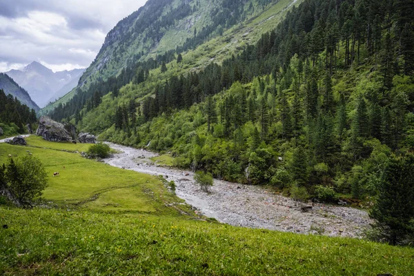 Firavun ağacı ormanı, vadinin aşağısındaki dağ nehri. Zillertal, Avusturya, Avrupa.