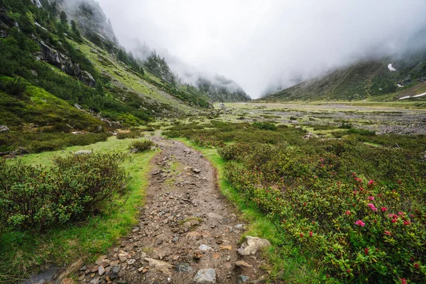 Sarmal deresi ve buzul gölü olan Alp Dağı Vadisi 'nin yaz manzarası. Sulzenau Alm, Stubai Alpleri, Avusturya.