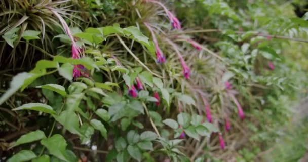 Flores Primavera Flor Masca Gorge Tenerife Ilhas Canárias Espanha Imagens — Vídeo de Stock