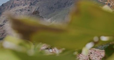 Masca Vadisi ve köyündeki palmiye yaprağının altından bak. Tenerife, Kanarya Adaları, İspanya. Yakın çekim görüntüleri.