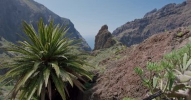 Masca Boğazı ve İspanya 'nın Kanarya Adaları' ndaki Tenerife Adası 'ndaki köy.