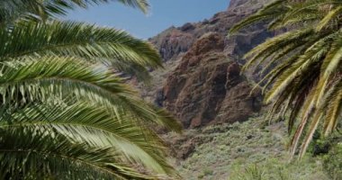 Tropikal palmiye yaprakları Masca Vadisi Tenerife, Kanarya Adaları, İspanya 'da rüzgarda hareket ediyor..