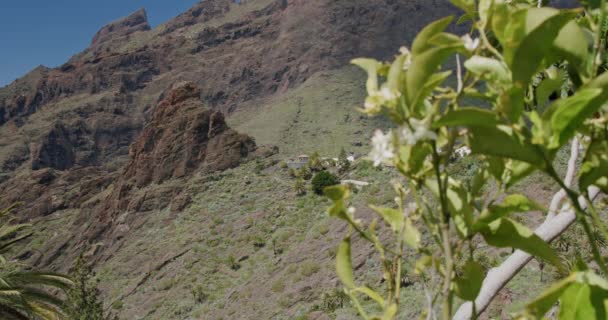 Kilátás Masca Szurdokra Falura Előtérben Egy Citromfa Virágzik Tenerife Kanári — Stock videók