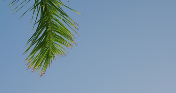 Tropiska Gröna Blad Kokos Palm Svänger Vinden Mot Klarblå Himmel — Stockvideo