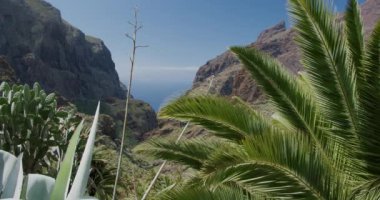 Tropikal palmiye yaprakları Masca Vadisi Tenerife, Kanarya Adaları, İspanya 'da rüzgarda hareket ediyor..
