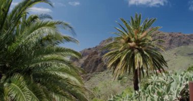 Tropikal palmiye yaprakları Masca Vadisi Tenerife, Kanarya Adaları, İspanya 'da rüzgarda hareket ediyor..