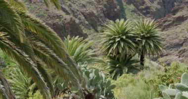Tropikal palmiye yaprakları Masca Vadisi Tenerife, Kanarya Adaları, İspanya 'da rüzgarda hareket ediyor..