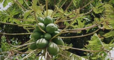 İspanya 'nın Kanarya Adaları, Tenerife Adası' ndaki Masca Vadisi 'ndeki Papaya bitkisi..
