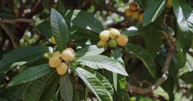 Medlar ağacı ya da lokuat, güneşli bahar günü olgunlaşan meyveler Masca Vadisi ve köy. Tenerife, Kanarya Adaları, İspanya.