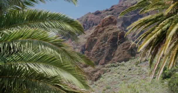 西班牙加那利群岛Masca Gorge Tenerife的热带棕榈树叶子在风中飘扬 — 图库视频影像