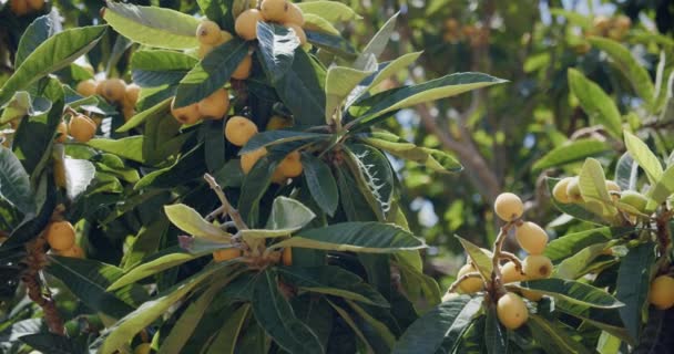 Medlar Drzewo Lub Loquat Dojrzewające Owoce Słoneczny Wiosenny Dzień Masca — Wideo stockowe