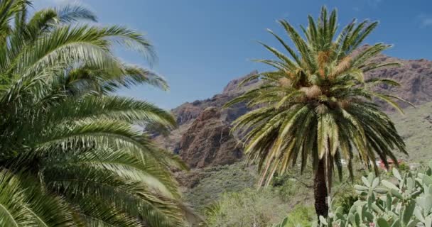 Τροπικά Φύλλα Φοίνικα Κινούνται Στον Άνεμο Στο Φαράγγι Masca Tenerife — Αρχείο Βίντεο