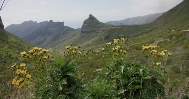 Masca Völgy Sárga Virágokkal Előtérben Tenerife Kanári Szigetek Spanyolország — Stock videók