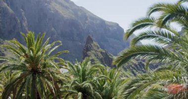 Tropikal palmiye yaprakları Masca Vadisi Tenerife, Kanarya Adaları, İspanya 'da rüzgarda hareket ediyor..