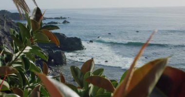 Atlantik Okyanusu 'nun volkanik plajı, Tenerife' nin güney kıyısı, Kanarya Adaları, İspanya. Dalgalar köpük oluşturur ve kayalık kıyıya çarpar. Ficus ağacı, ön planda kauçuk bitki.