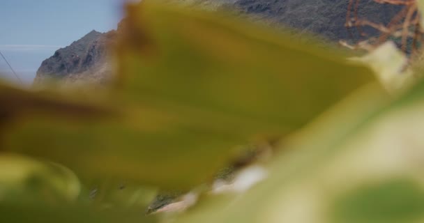 Masca Vadisi Köyündeki Palmiye Yaprağının Altından Bak Tenerife Kanarya Adaları — Stok video