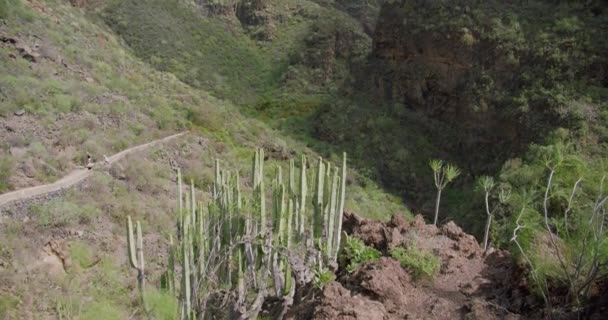 Barranco Del Infierno Desfiladeiro Ilha Tenerife Espanha Montanhas Vegetação Caminho — Vídeo de Stock