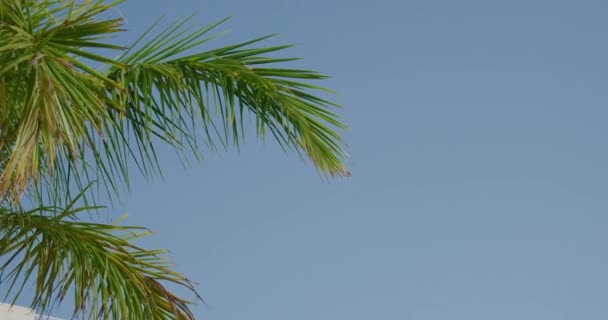 Palm Tree Swinging Wind Bright Blue Sky Sunny Day Close — Stock Video