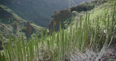 Adeje, Tenerife 'deki Hell Gorge, Kanarya Adaları. Barranco del Infierno 'nun sarp kayalıkları