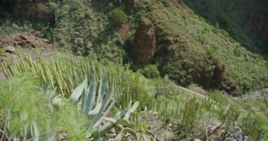Adeje, Tenerife 'deki Hell Gorge, Kanarya Adaları. Barranco del Infierno 'nun sarp kayalıkları