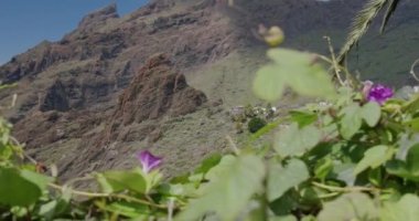 Masca Gorge ve köy manzarası. Ön plandaki yapraklar ve mor çiçekler, Tenerife, Kanarya Adaları, İspanya.