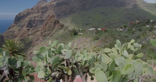 Masca Gorge Village Tenerife Canary Islands Spain 仙人掌和牡丹在前景中 — 图库视频影像