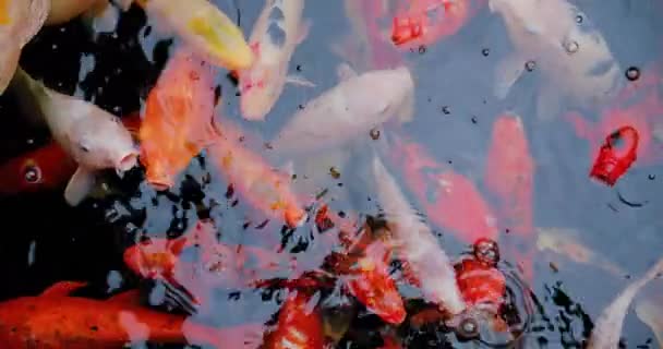 Koi Fish Cyprinus Caprio Cyprinus Rubrofuscus Swim Reflections Small Waves — Video