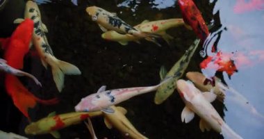 Koi balığı, Cyprinus caprio, Cyprinus rubrofuscus yüzeyde yansımalar ve küçük dalgalarla yüzerler. Hiç kimse. Vahşi yaşam.