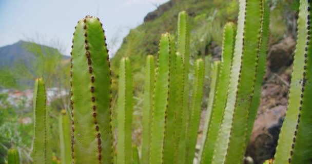 常绿的沙漠植物作为观赏在植物园 肉质植物背景 自然模式 大戟仙人掌在温室 珊瑚锯齿状粉红色刺 — 图库视频影像