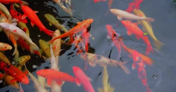 Pesci Koi Belli Calmi Che Nuotano Uno Stagno Trasparente — Video Stock