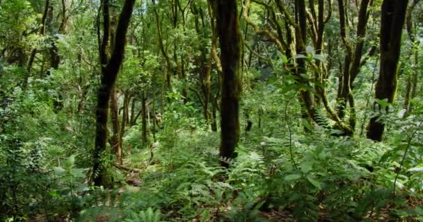 Bizzare Jardin Beautiful Fern Subtropical Rainforest Canary Islands Luminous Warm — Vídeos de Stock