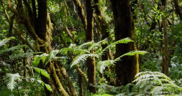 Κορμοί Δέντρων Βρύα Στο Δάσος Δάφνης Στο Biosphere Reserve Anaga — Αρχείο Βίντεο