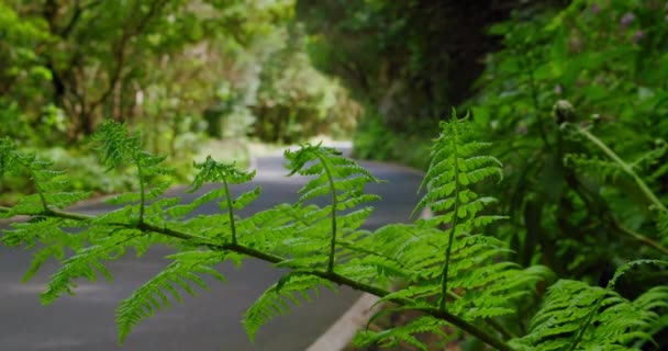 Swaying Fern Tree Forest Close Macro Hand Held Shot Nobody — Video Stock