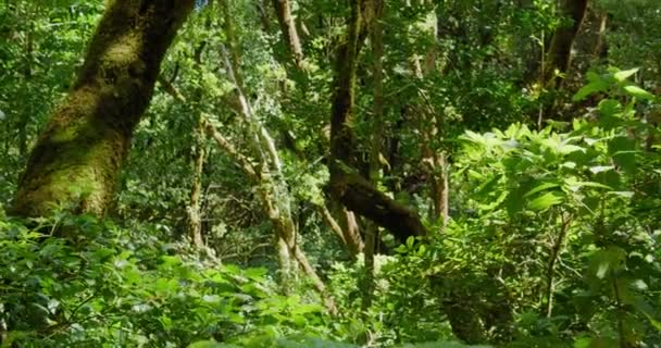 Magical Misty Forest Summer Morning Sunrise Dolly Shot Moss Tree — Video Stock