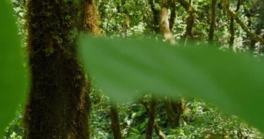Tree trunks with moss in the laurel forest at the Biosphere Reserve of Anaga, Tenerife. Canary Islands. Slow motion, nobody.